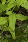 Mullein foxglove